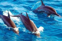 Private Dolphin Tour and Snorkeling at Mnemba Island reef