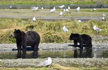 Pack Creek Brown Bear Viewing Juneau 