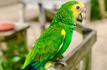 St Maarten Family Deluxe Tour 