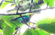 Endemic Birds Tour in Salento
