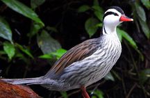 Endemic Birds Tour in Salento