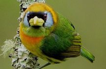 Endemic Birds Tour in Salento