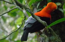 Endemic Birds Tour in Salento