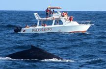 Full-day Whale watching Tour in Samana Bay from Punta Cana
