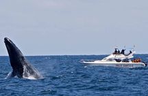 Full-day Whale watching Tour in Samana Bay from Punta Cana