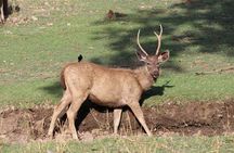 Private Full Day Trip to Ranthambore