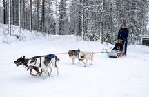 Small-Group Husky Mushing Experience in Rovaniemi
