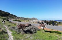 Cape Peninsula E-bike Cycle with Vehicle - Private Tour