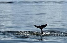 Frisky Dolphin Sightseeing Bay Cruise in Pensacola Beach