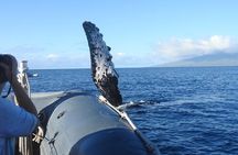 Eye-Level Whale or Dolphin Watching Eco-Raft Tour from Lahaina