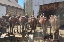 Unique Amish Immersion in Lancaster