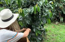 Be a farmer for one day (Coffee farm experience)