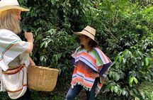 Be a farmer for one day (Coffee farm experience)