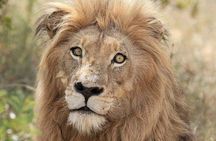 Full day Kruger National Park Tour
