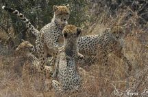 Full day Kruger National Park Tour