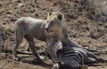 Full day Kruger National Park Tour