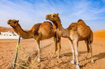 Full-Day Private Wahiba Sands Desert and Wadi Bani Khalid Tour