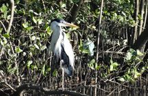 Birdwatching: Mangrove Eco-Boat Tour – Fauna & Flora