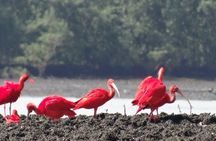 Birdwatching: Mangrove Eco-Boat Tour – Fauna & Flora