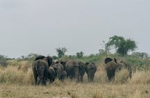 3 days Murchison falls safari