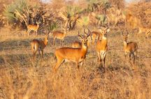 3 days Murchison falls safari