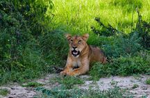 3 days Murchison falls safari