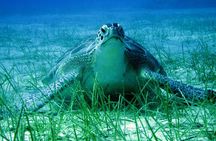 Private Discovery Dive + Photos & Videos