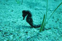 Private Discovery Dive + Photos & Videos