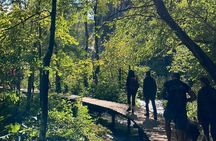 Plitvice Lakes National Park Guided Day Tour from Split