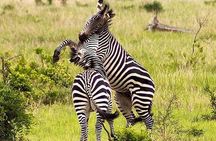 Day Trip - Mikumi National Park Safari Fly from Zanzibar