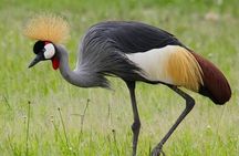 Day Trip - Mikumi National Park Safari Fly from Zanzibar
