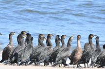 Skeleton Coast Cape Cross Seal colony Tour