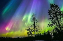 Ice Floating in Forest Lake with Aurora Borealis