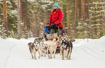 Snowmobile & Animals Day Tour