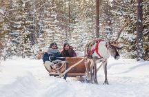 Snowmobile & Animals Day Tour