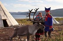 Visit a Lappish Reindeer Farm in the Summer