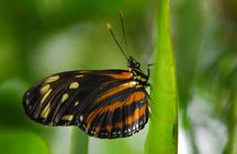 Rio Celeste Waterfall Hiking - Llanos Del Cortes waterfall & sloth observatory 