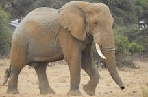 Two Nights (Mid-Range) Amboseli safari