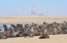 Half Day Original Seal Kayak Adventure, Pelican Point, Walvis Bay