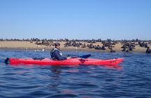 Half Day Original Seal Kayak Adventure, Pelican Point, Walvis Bay