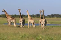 Safari Game Drive and Rhino Walk in Mosi-oa-Tunya National Park 