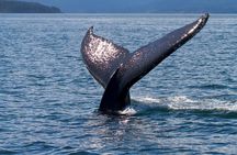 Victoria Ultimate Marine Whale & Wildlife Tour