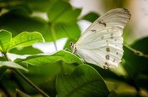 Butterfly Sanctuary and Lunch Experience with Transport