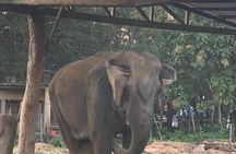 3-Day All Inclusive Chitwan Jungle Safari Tour From Kathmandu