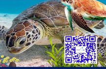 Private Charter for snorkeling, swimming pigs, turtles & fishing....
