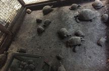 Prison Island, Stone Town and Spice Farm Private Tour