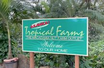 Next Level Oahu Circle Island and Swim w/Turtles Tour