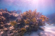 Small - Guided Shallow 2 Tank Dive Experience in Key Largo ALL GEAR INCLUDED