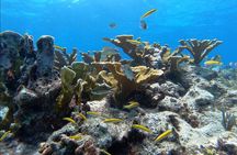 Small - Guided Shallow 2 Tank Dive Experience in Key Largo ALL GEAR INCLUDED