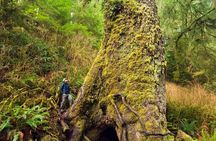 Alpine Cliff Camping 1000ft Off the Ground in Index WA